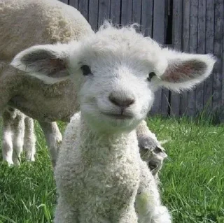 Video sticker 🌟 Больше стикеров тут: @stikery_emodzi_memy