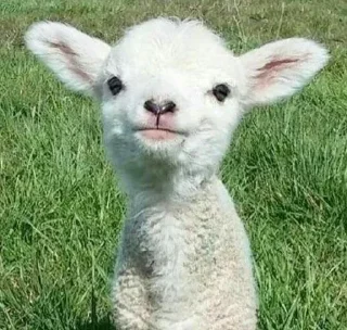 Телеграм стикер 🌟 Больше стикеров тут: @stikery_emodzi_memy