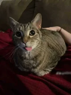 Sticker 😘 трахоел - @quadenXD ➡️ @EmojiRuBot