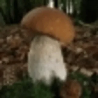 Video sticker 🍄 gribo @nsfwgribo