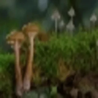 Telegram sticker 🍄 gribo @nsfwgribo