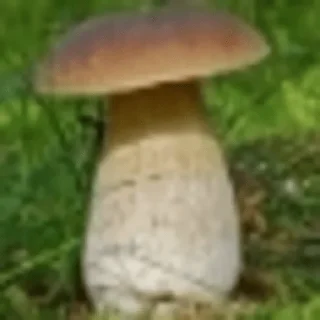 Video sticker 🍄 gribo @nsfwgribo