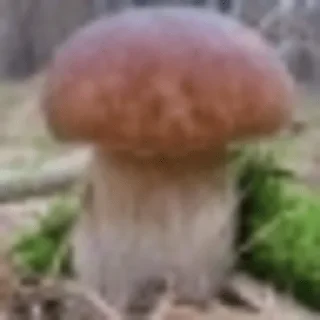 Video sticker 🍄 gribo @nsfwgribo