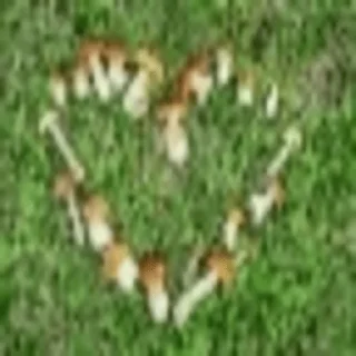 Telegram sticker 🍄 gribo @nsfwgribo