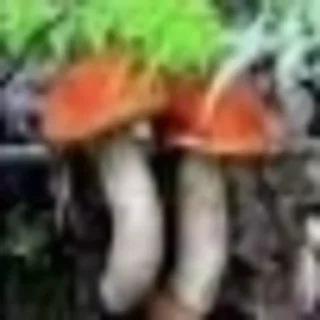 Telegram sticker 🍄 gribo @nsfwgribo