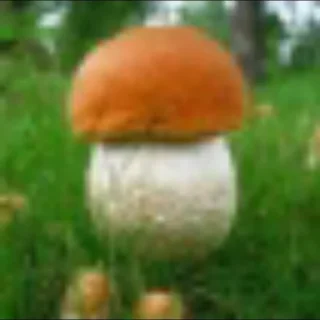 Sticker 🍄 gribo @nsfwgribo