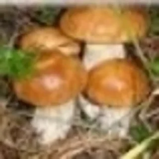 Telegram sticker 🍄 gribo @nsfwgribo