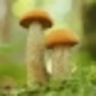 Telegram sticker 🍄 gribo @nsfwgribo