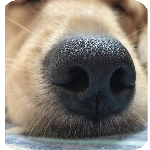 Telegram sticker 🐶 Bhole Chature :: @fStikBot
