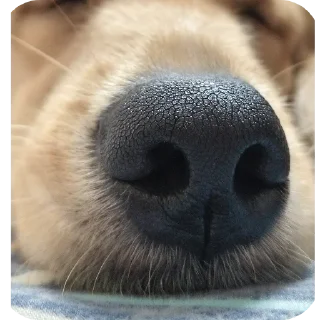 Video sticker 🐶 Bhole Chature :: @fStikBot
