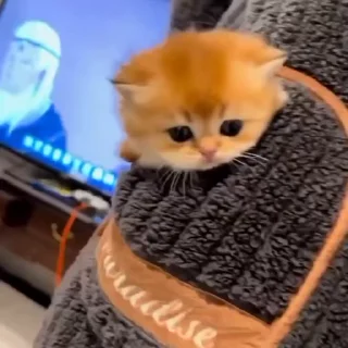 Video sticker 🐈 𝗟𝗶𝘁𝘁𝗲𝗹 𝖯𝖾𝗇𝗒