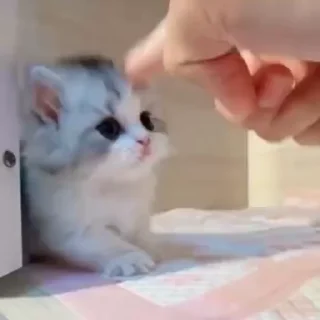 Video sticker 🐈 𝗟𝗶𝘁𝘁𝗲𝗹 𝖯𝖾𝗇𝗒