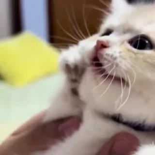 Video sticker 🐈 𝗟𝗶𝘁𝘁𝗲𝗹 𝖯𝖾𝗇𝗒