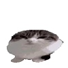 Video sticker 🥚 cats ➜ @emoji1