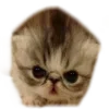 Video sticker 😾 cats ➜ @emoji1
