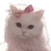 Video sticker 🎀 cats ➜ @emoji1