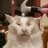 Video sticker 🔨 cats ➜ @emoji1
