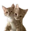 Video sticker 💞 cats ➜ @emoji1
