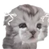 Video sticker 😭 cats ➜ @emoji1