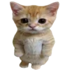Video sticker 🐈 cats ➜ @emoji1