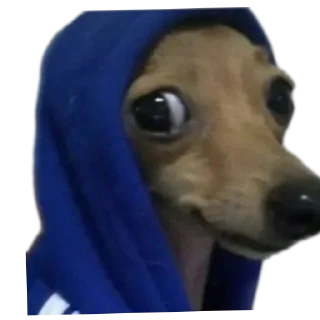 Video sticker 🐶 تبا للعراق @D9XDD