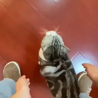 Video sticker 💋 𝘋𑣲𝘷𝘦'sVid