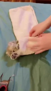 Video sticker 🌟 [ 𝐂𝐀𝐃𝐁𝐔𝐑𝐘 ] 𝐏𝐀𝐂𝐊:- 78 :: @fStikBot