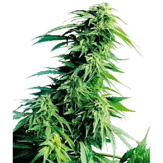 Telegram sticker 🌿 По пизде лодожкой