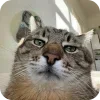 Video sticker 🐱 Mohand | @c4_qb