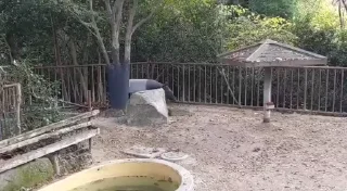 Телеграм стикер 📼 Tapirus