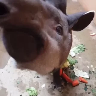 Телеграм стикер 📼 Tapirus