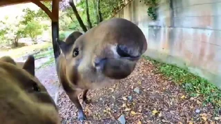 Телеграм стикер 📼 Tapirus