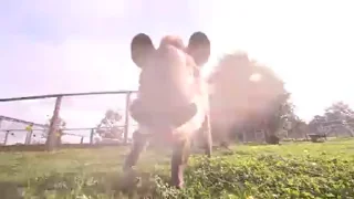 Телеграм стикер 📼 Tapirus