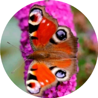 Video sticker 😊 BUTTERFLY 🦋 @sticker_pack_channel — @stckrRobot