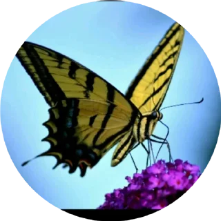 Telegram sticker 😀 BUTTERFLY 🦋 @sticker_pack_channel — @stckrRobot