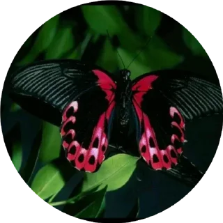 Telegram sticker 🌟 BUTTERFLY 🦋 @sticker_pack_channel — @stckrRobot