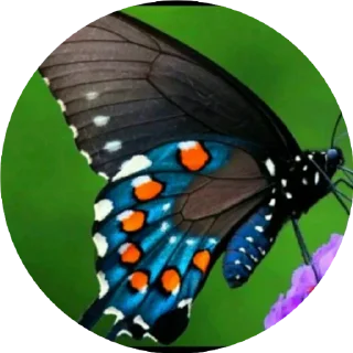 Telegram sticker 💫 BUTTERFLY 🦋 @sticker_pack_channel — @stckrRobot
