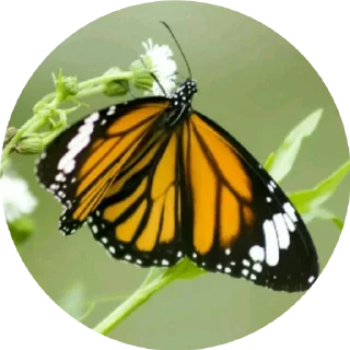Video sticker 😃 BUTTERFLY 🦋 @sticker_pack_channel — @stckrRobot