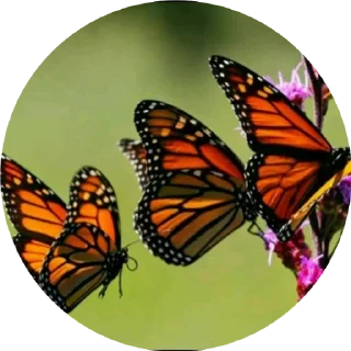 Telegram sticker 😻 BUTTERFLY 🦋 @sticker_pack_channel — @stckrRobot