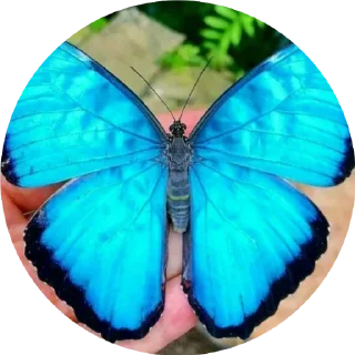 Telegram sticker 😌 BUTTERFLY 🦋 @sticker_pack_channel — @stckrRobot