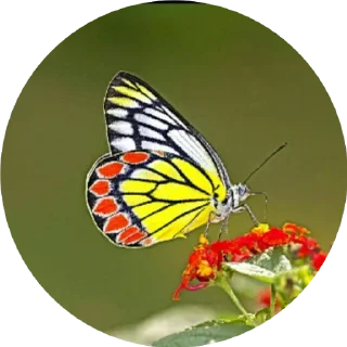 Video sticker 🌓 BUTTERFLY 🦋 @sticker_pack_channel — @stckrRobot