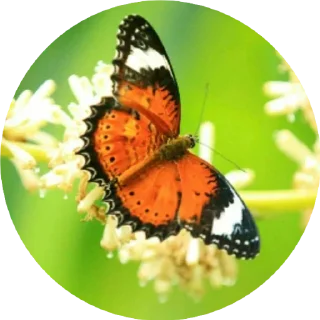 Sticker 😇 BUTTERFLY 🦋 @sticker_pack_channel — @stckrRobot