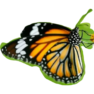 Telegram sticker ☺ BUTTERFLY 🦋 @sticker_pack_channel — @stckrRobot