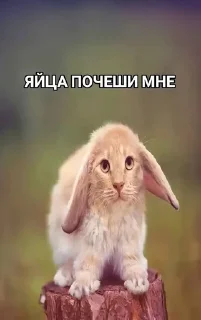 Sticker 🌟 Опа нихуя себе прикол :: @fStikBot
