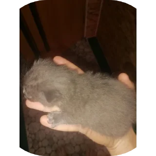 Video sticker 😍 Опа нихуя себе прикол :: @fStikBot