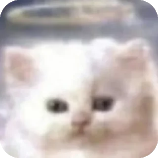 Video sticker 🐱 Чота