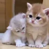 Video sticker ❤️ cursed kittens @sa...