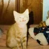Video sticker 😁 cursed kittens @sa...