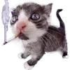 Video sticker 🚬 cursed kittens @sa...