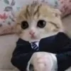 Video sticker 🤠 cursed kittens @sa...